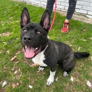 Boss, Akita, young, available for adoption