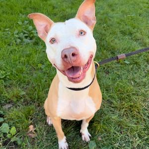 Andrea, Terrier, American Pit Bull, adult, available for adoption