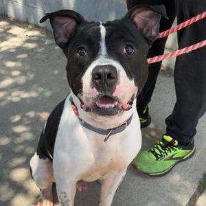 Ace, Terrier, Pit Bull, adult, available for adoption