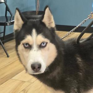 Biscuit, Husky, Siberian, adult, available for adoption