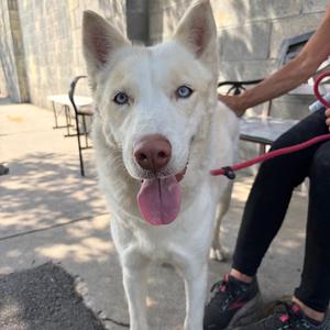 Boba, Husky, adult, available for adoption