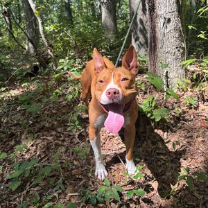 Avril, Terrier, Pit Bull, adult, available for adoption