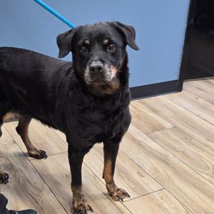 Abbie, Rottweiler, senior, available for adoption