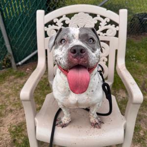 Armani, Bulldog, adult, available for adoption