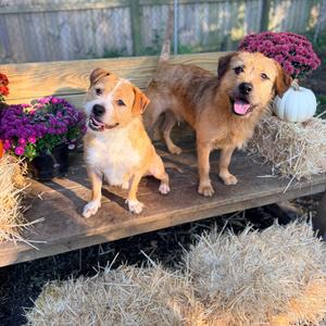 Bently, Mixed Breed (Medium), young, available for adoption