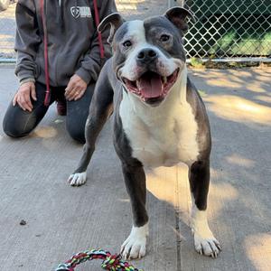 Blond, Terrier, American Pit Bull, adult, available for adoption