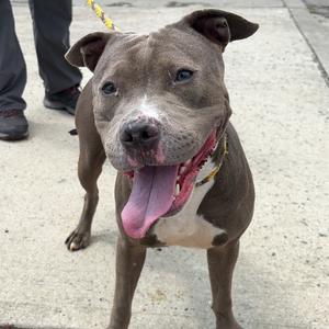 Bebe, Terrier, American Pit Bull, adult, available for adoption
