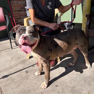 Betsy, Terrier, American Pit Bull, adult, available for adoption