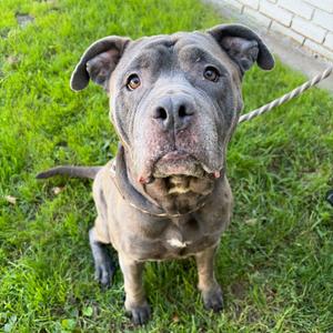 Bonnie, Terrier, American Pit Bull, adult, available for adoption