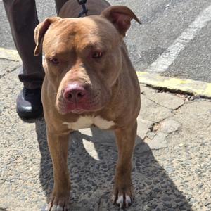 Apollo, Terrier, American Pit Bull, adult, available for adoption