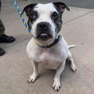 A white and black dog with a blue and yellow leash, sitting on a sidewalk.