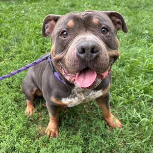 Bambino, Terrier, Pit Bull, adult, available for adoption