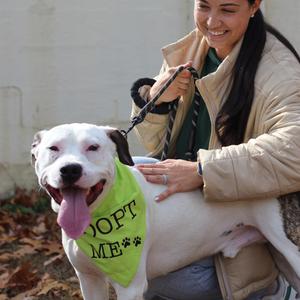 Ace (In Foster), Terrier, Pit Bull, adult, available for adoption