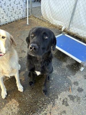 **Guppy**, Labrador Retriever, adult, available for adoption