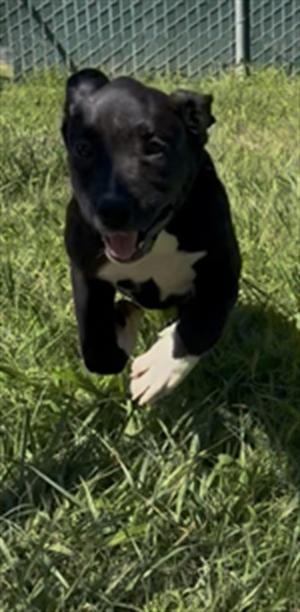**Relish**, Labrador Retriever, available for adoption