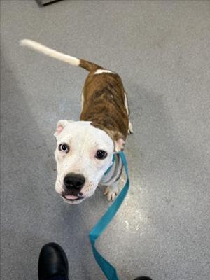 A brown and white dog on a leash looking up at the camera.