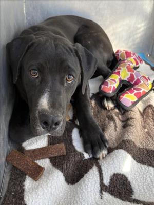 **Scooby**, Cane Corso Mix, young, available for adoption