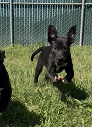 **Pickle**, Labrador Retriever, available for adoption