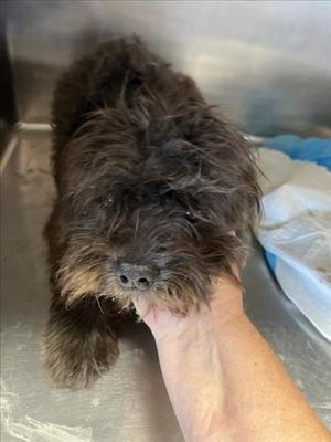 **Jam**, Lhasa Apso Mix, available for adoption