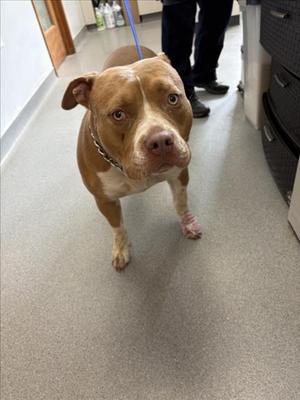 A212499, Pit Bull Terrier, available for adoption