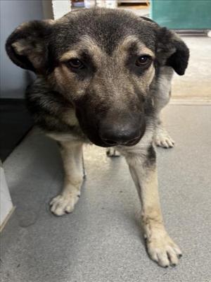 **Meatball**, German Shepherd Dog Mix, adult, available for adoption