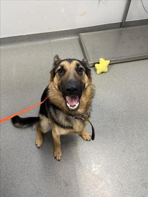 A German Shepherd dog sitting on a gray floor, wearing a red leash, with a yellow star-shaped toy in the background.