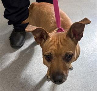 **Henrietta**, Chihuahua - Smooth Coated Mix, adult, available for adoption