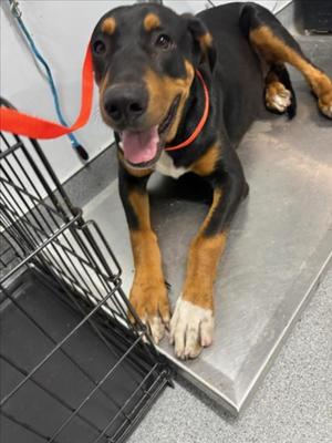 **Bubba**, Doberman Pinscher, young, available for adoption