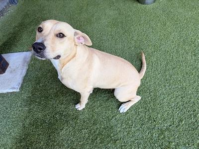 A light-colored dog sitting on artificial grass, looking up with its ears perked and tail slightly raised.