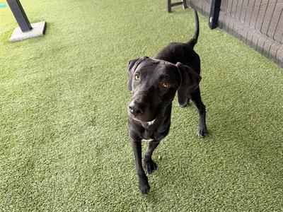 A black dog standing on artificial grass, looking up with its ears perked and tail raised.