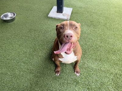 BOSS, Pit Bull Terrier / Labrador Retriever, senior, available for adoption