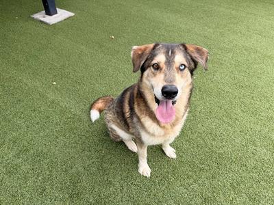 A brown and black dog with a pink tongue sitting on green artificial grass.