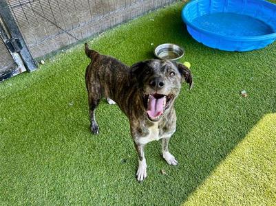 BELLA, Plott Hound, senior, available for adoption