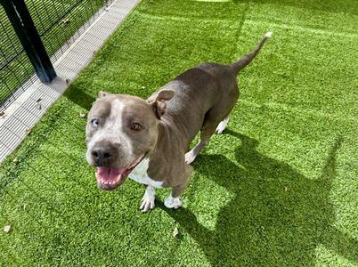 CHEESEY, Pit Bull Terrier, adult, available for adoption