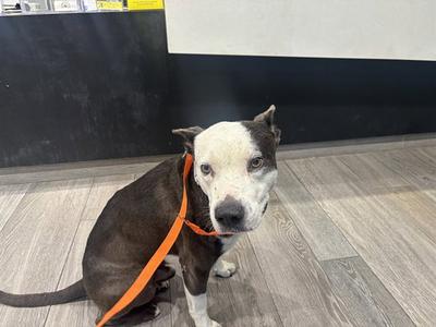 BUDDY, Pit Bull Terrier, adult, available for adoption