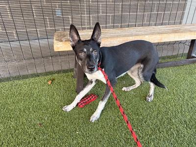 A black and white dog with pointed ears standing on artificial grass, wearing a red leash.