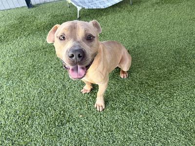 BEN, Pit Bull Terrier, adult, available for adoption