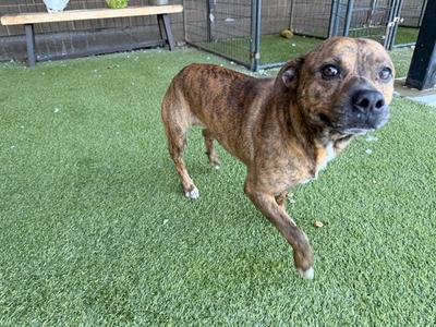 BOBBER, Pit Bull Terrier, adult, available for adoption