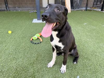 A black and white dog sitting on artificial grass with a pink tongue out, surrounded by toys.