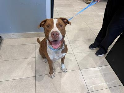 BENTLY, Pit Bull Terrier, senior, available for adoption