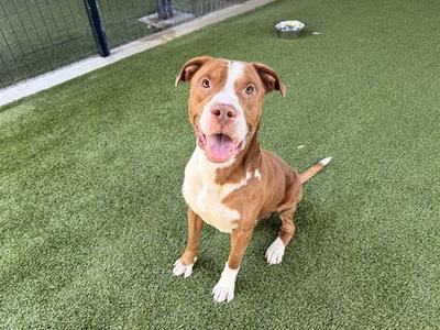 A brown and white dog sitting on artificial grass, looking up with its mouth open and tongue out.