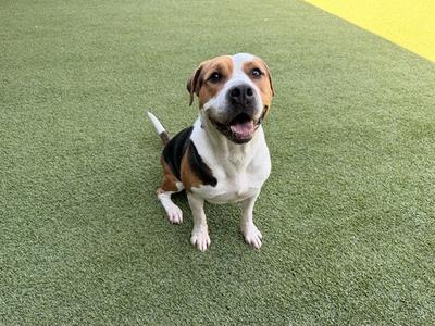 A happy dog sitting on green artificial grass, looking up with its mouth open and tongue out.