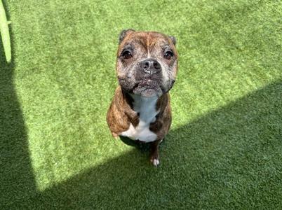 APACHE, Boxer, senior, available for adoption