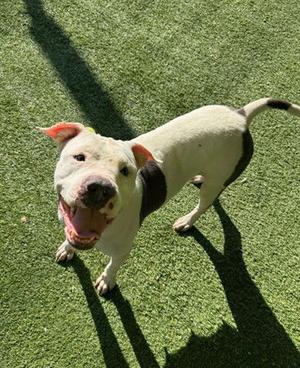 BARBECUE, Pit Bull Terrier, adult, available for adoption