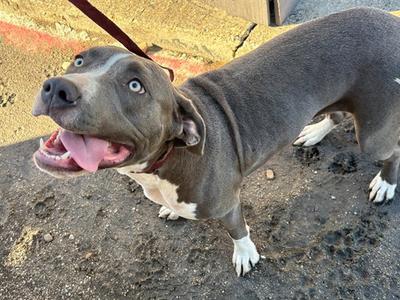 BONNIE, Pit Bull Terrier, young, available for adoption