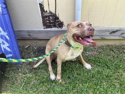 CARLOS, American Pit Bull Terrier, adult, available for adoption