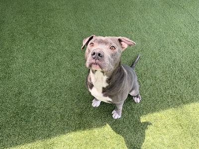 BROCK, Pit Bull Terrier, senior, available for adoption