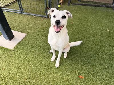 A white dog with black spots on its face is sitting on artificial grass, looking up with its mouth open and tongue out.