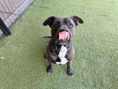 BRUCE, Pit Bull Terrier, adult, available for adoption