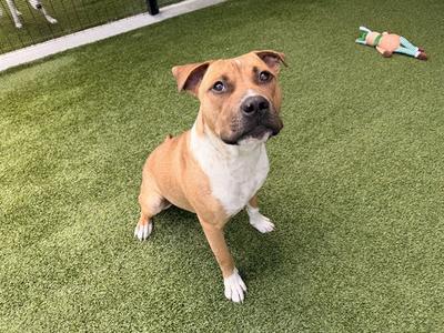 ACE, Pit Bull Terrier, adult, available for adoption